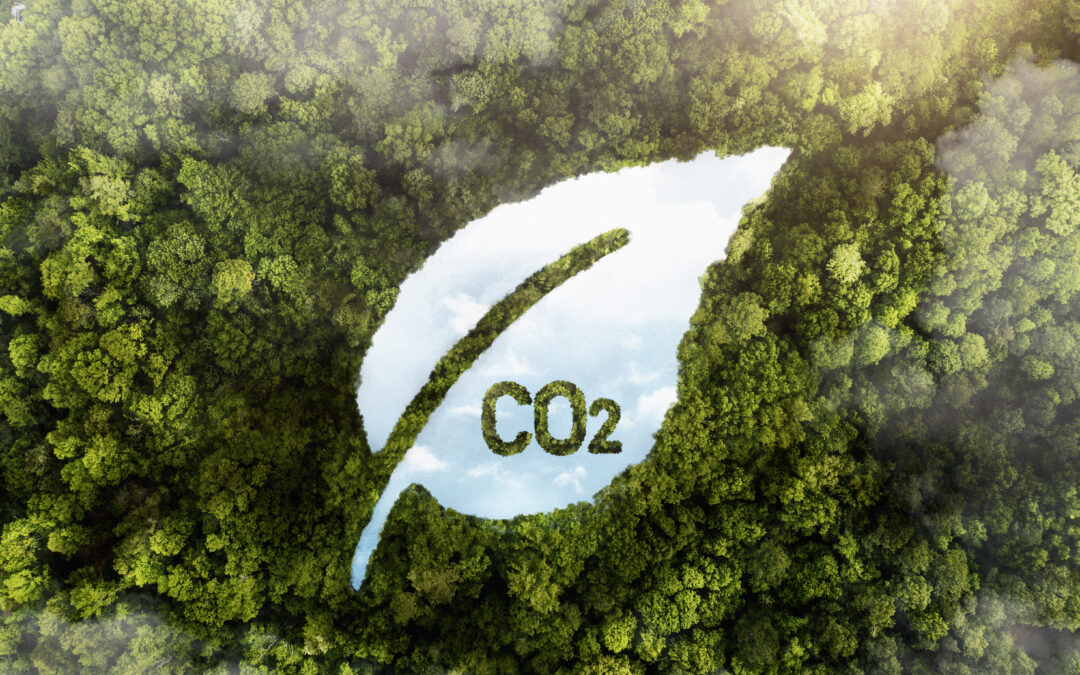 Créditos de carbono: riscos reputacionais e como garantir credibilidade no ESG