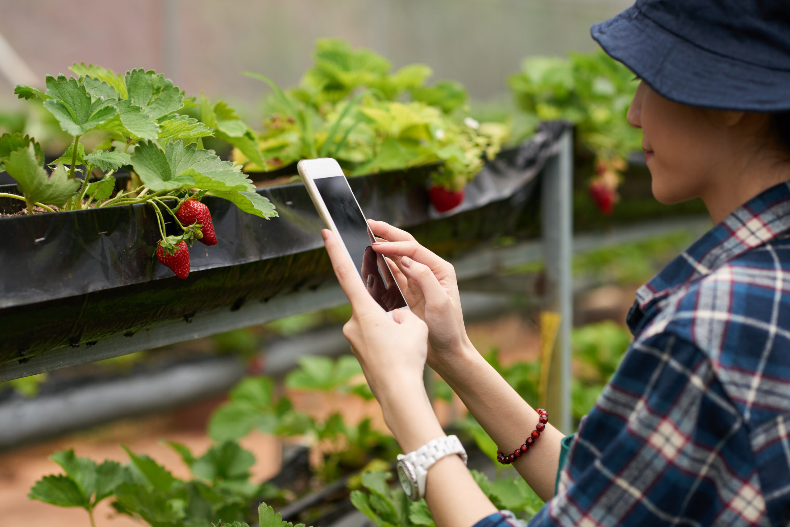 shoulder-shot-female-gardener-taking-shot-ripe-strawberry
