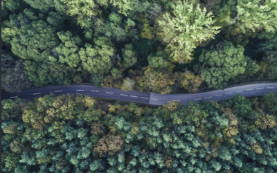 TNFD na prática: a biodiversidade como o novo TCFD para o mercado financeiro e corporativo